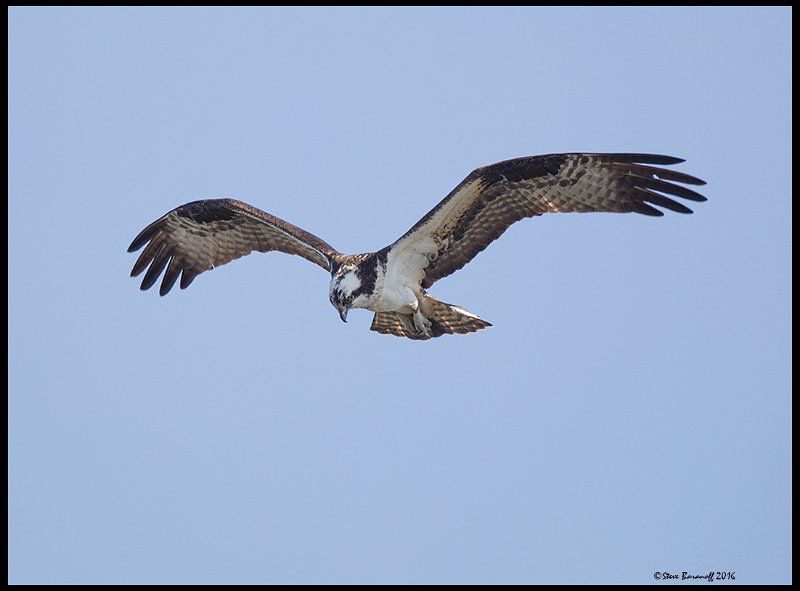_6SB9616 osprey.jpg